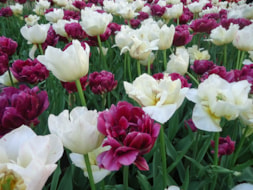 Keukenhof (70)